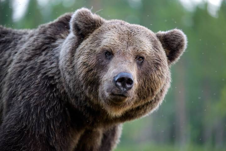 Mujer sufrió graves heridas tras ser atacada por un oso en Alaska