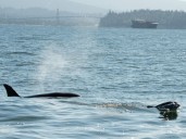 Video: 'Quite the show': Orcas get up close with B.C. boaters