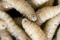 Human Case of Flesh-Eating Screwworms Detected In U.S.