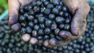 Acai berry producers are concerned as Trump imposes tariffs on Brazil's exports