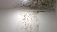 Monrovia Flats Apartments residents complain of moldy apartments, plea for cleanup help