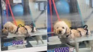 Internet In Tears As Idaho Owner Sees Her Paralyzed Dog Walk Again After More Than A Year