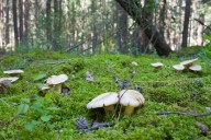 Just add water: Rainy summer leads fungi to thrive in Bow Valley