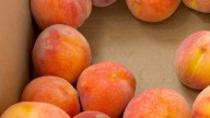 Fort Collins celebrates 15th annual Fort Collins Peach Festival