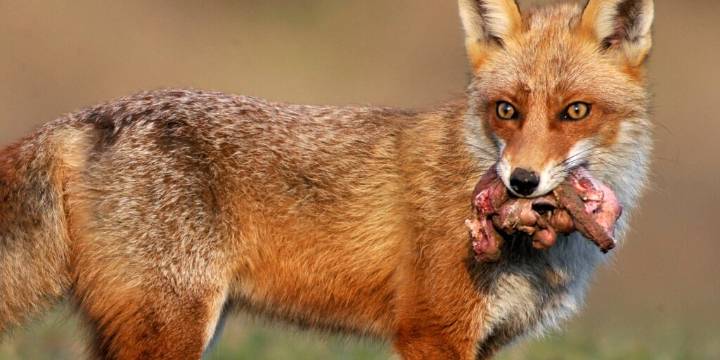 Fotógrafa capta encuentro inesperado con un zorro rojo de las Cascadas, especie en peligro de extinción