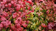 La planta que cambia de color con el frío, de bajo mantenimiento que es capaz de proteger tus sueños