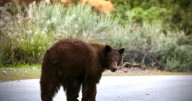 Letters to the Editor: Shooting a bear that has already been tranquilized is ‘an act of cruelty’