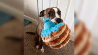 Dog Surrendered To New York Shelter With Broken Leg Because Owners Couldn’t Afford Surgery Now Runs Again
