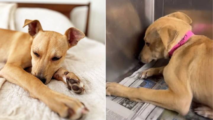 California Shelter Workers Discovered A Terrified Puppy Curled Up In Her Kennel Corner