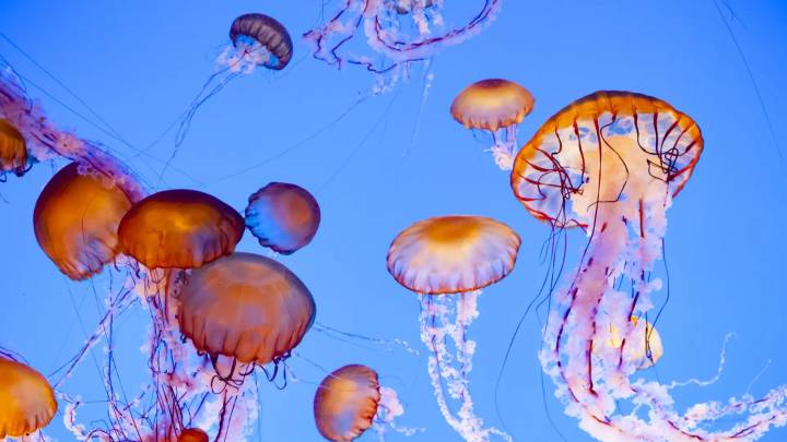 ¿Por qué cada vez hay más medusas en las playas españolas? Un experto desvela los motivos