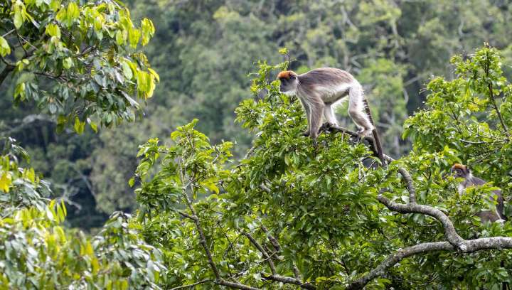 World-First Footage Of Endangered Foa’s Red Colobus Monkey Filmed In The Democratic Republic Of The Congo