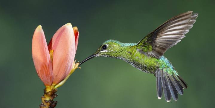 When Will Hummingbirds Leave My Backyard for the Winter?