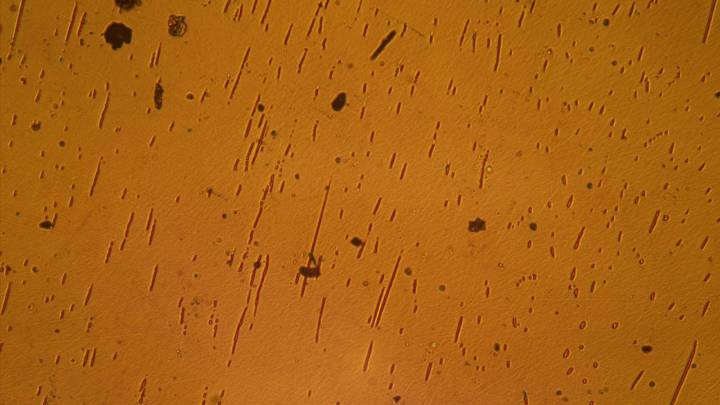 Semiconductor wafer on ISS goes under the microscope | Space photo of the day for Aug. 20, 2025