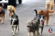 Preferibles más campañas de esterilización que centros para animales, dicen