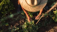 17 Easy-To-Grow Vegetables That'll Thrive In Shady Areas Of Your Garden