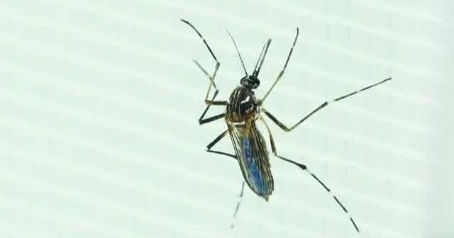 Pierce County investigates possible locally acquired malaria case