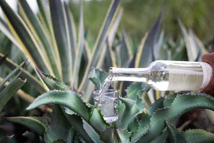 Mezcal: La bebida ancestral que conquista al mundo desde México