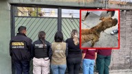 Rescatan a una perrita que sufría desnutrición y lesiones en Chimalhuacán