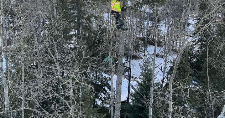 Saskatoon tree climbing competition kicks off this weekend