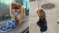 Tiny Dog's Reaction To Being Nearly Swept Away By New York City Wind Tunnel Takes The Internet By Storm