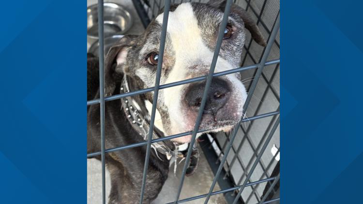 Southington rallies after pit bull abandoned in park