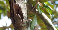 Have dead, dying, diseased or damaged tree branches? Follow these 3 simple steps to remove them