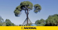 El Pi d'en Xandri, el árbol insignia de Sant Cugat, se rompe