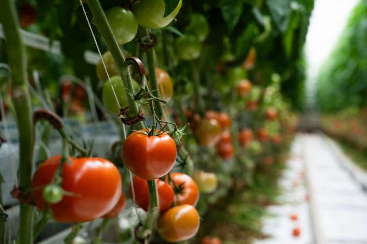¿Cuál es el precio mínimo de exportación del tomate mexicano?: DOF