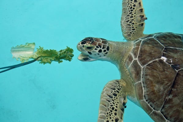Exhibits & turtle feedings at environmental education venue in Hollywood & entry is free