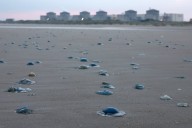 Nuclear power plant forced to shut down after jellyfish infestation