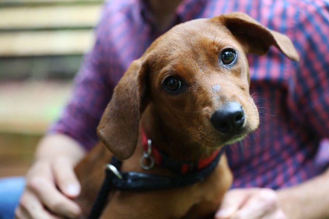 Summer months result in more missing pets. Here’s how to protect yours