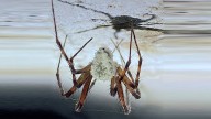 Disturbing 'zombie' spiders are 'breeding like rabbits' in American homes