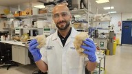 Científicos desarrollan pasta de dientes con cabello, sería más eficaz que la convencional