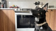 Winnipeg woman says dog started fire by turning on stove under recall notice
