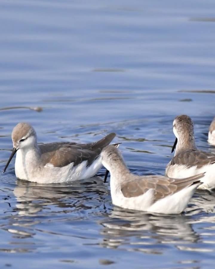 De Argentina a California: los falaropos cosen continentes mientras los lagos desaparecen