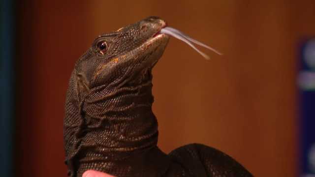 Goose the lizard found after two weeks, rehomed at reptile sanctuary