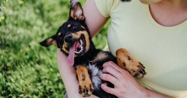 Dog trainer says one common act is 'worst thing' owners can do