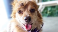Micky MaKenzie, Bold Pup With a Big Heart, Ready for a New Home