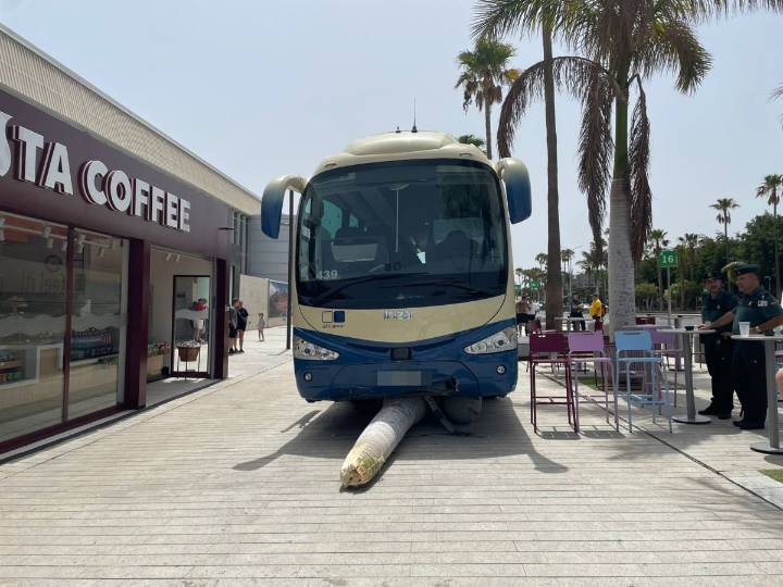 El extraño caso que deja sin palabras a todo el mundo en Tenerife Sur: “¿Cómo acabó la palmera debajo de la guagua?”