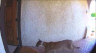 Mountain lion strolls through front door of home, coming face