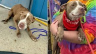 Heartfelt Message On Dog’s Kennel In Louisiana Shelter Moves Even The Coldest Hearts
