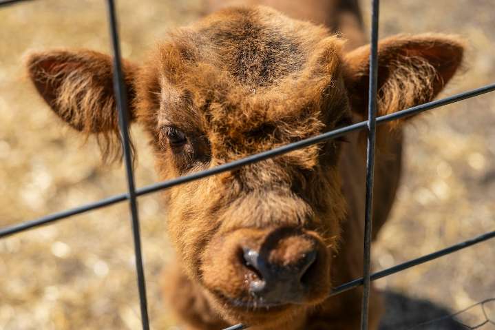 Farm owners expand Bay City destination with highland cows, ice cream variety