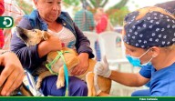 Antioquia realizará más de 23 mil esterilizaciones de mascotas en 114 municipios