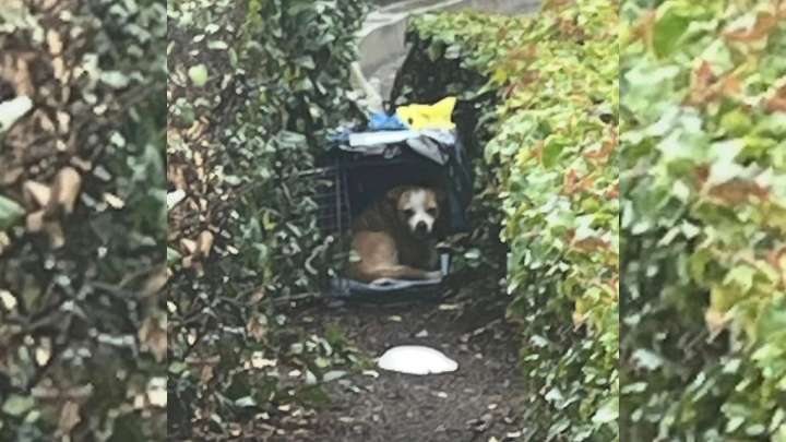 California Rescuer Stunned To Find Shivering Surprise Hidden Deep In The Bushes
