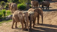 San Diego Zoo Safari Park abrirá Elephant Valley en 2026