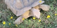 Stark County deputies catch tortoise after ‘very slow pursuit’