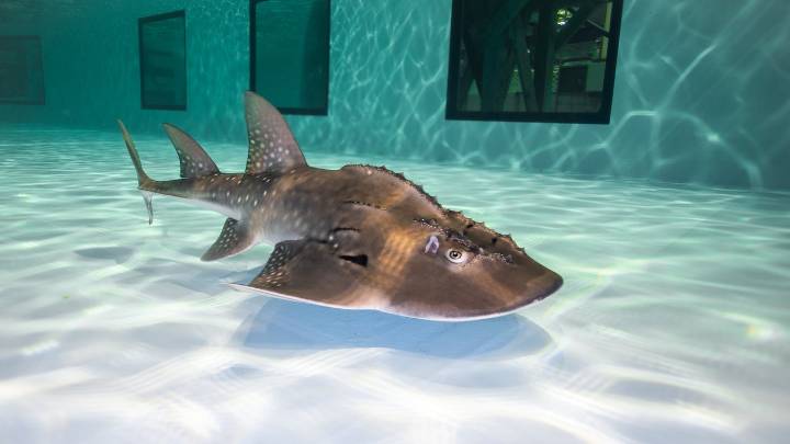 Georgia Aquarium adds new tech to help low-vision visitors see exhibits