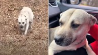Pregnant Dog Cried For Help In Mississippi Parking Lot For Months Before Someone Finally Noticed Her