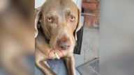 California Woman Noticed Her Dog Holding Something In His Mouth And Rushed To React