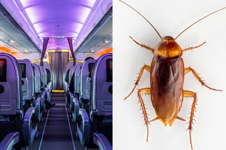 Airline Apologizes After Passengers Spot 'a Few Small Cockroaches' During Long